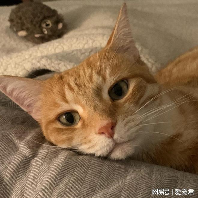 让你的猫咪玩得嗨翻天的5 个小妙招(图1)